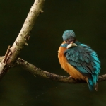 ijsvogel