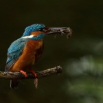 ijsvogel