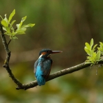 ijsvogel