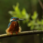 ijsvogel