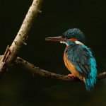 ijsvogel