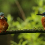 ijsvogel