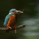 ijsvogel