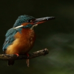 ijsvogel