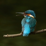 ijsvogel
