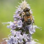 Macro