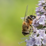Macro