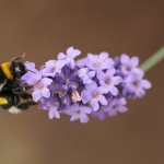 Macro