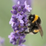 Macro