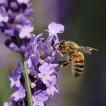Macro