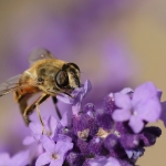 Macro