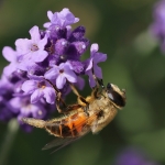 Macro