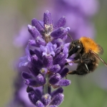 Macro