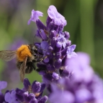 Macro