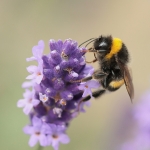 Macro