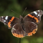 Macro