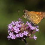 Macro