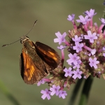 Macro