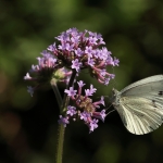 Macro