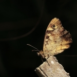 Macro