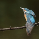 ijsvogel