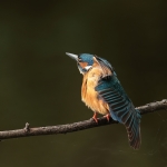 ijsvogel
