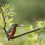 ijsvogel