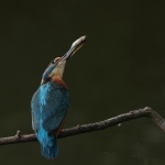 ijsvogel