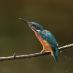 ijsvogel