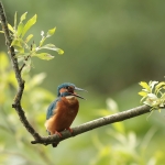 ijsvogel