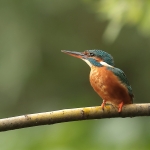ijsvogel