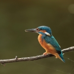 ijsvogel
