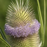 Macro