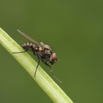 Macro
