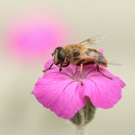 Macro