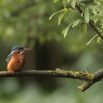 ijsvogel