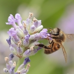Macro