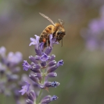Macro