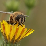 Macro