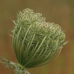 Macro