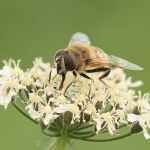 Macro