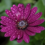 Macro