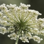 Macro