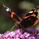 Macro