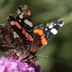 Macro