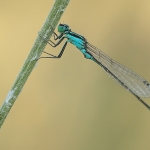 Macro