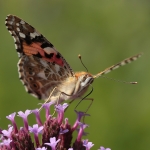 Macro