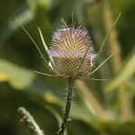 Macro