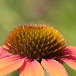Macro