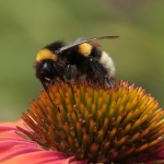 Macro